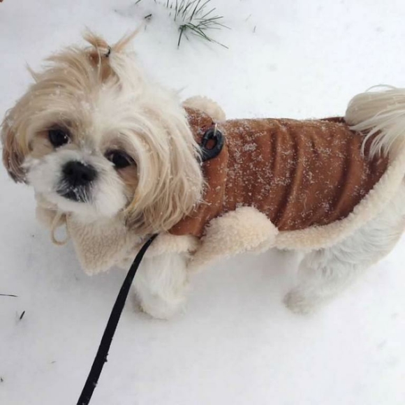 Dog booty & jacket - Picture 4 of 6